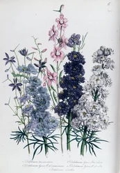 Delphiniums, levy 3 